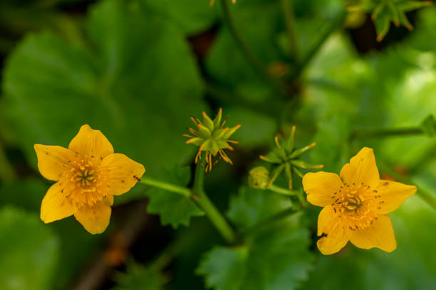 istock Caltha palustris flower in forest 1330832904