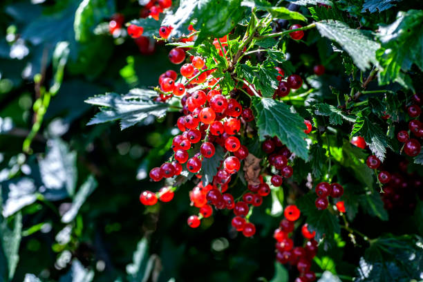 istock bright red currant on a bush in the garden 1330833013