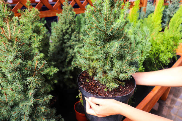 istock Christmas trees in pots for sale 1330835987