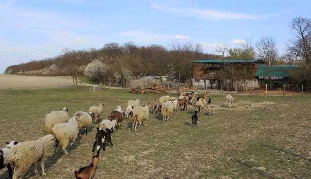 istock a flock of sheep and goats 1330836007