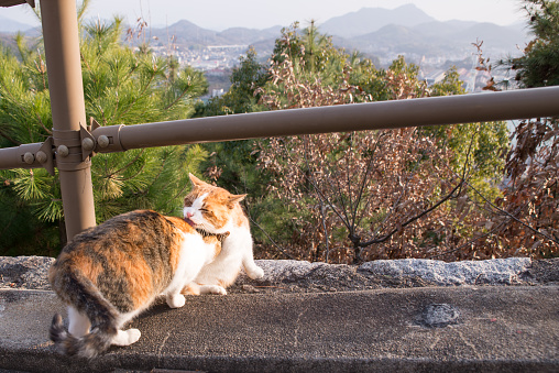 Beautiful scenic backgrounds and cats groom each other