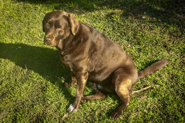 Droopy Labrador 350+ Dog With Droopy Eyes Stock Photos, Pictures & Royalty-Free Images ...