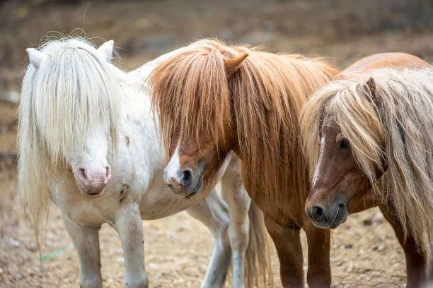 istock Group of cute pony horses outdoor 1330843499
