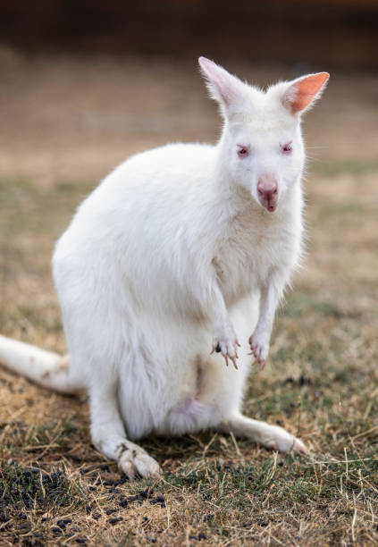 istock Albino benett kangaroo in zoo 1330843508