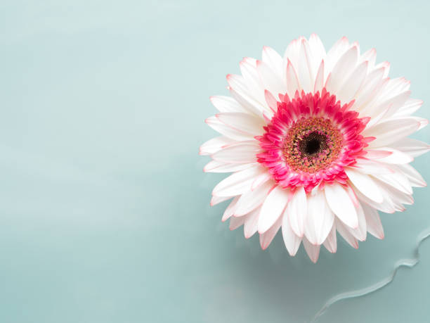 istock White gerbera daisy flower on aqua background in water 1330845958