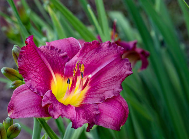 Daylily flower in the garden Daylily flower in the garden day lily photos stock pictures, royalty-free photos & images