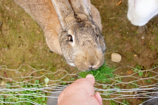 Close-up of a pet Flemish Giant rabbit with a brown coat nibbling on garden greenery.