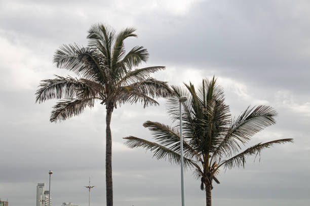 istock Top Half of Palm Trees Against Grey Cloudy Sky 1330847567
