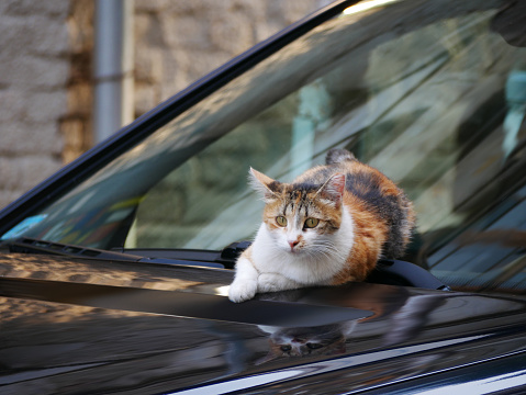 A cat resting on a car.