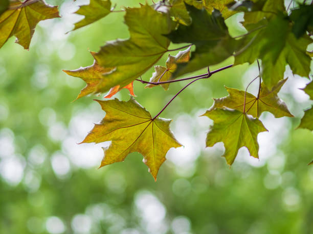 istock Spring branches of maple tree with fresh green leaves on blurred background 1330850778