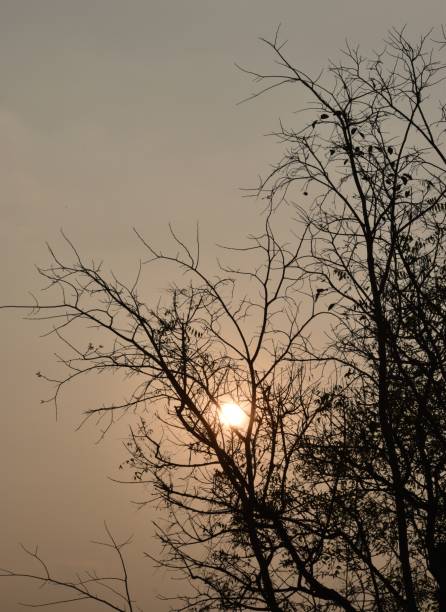 istock The beautiful sunset picture. Sunset view in the evening. A sunset view with tree branches. 1330855267