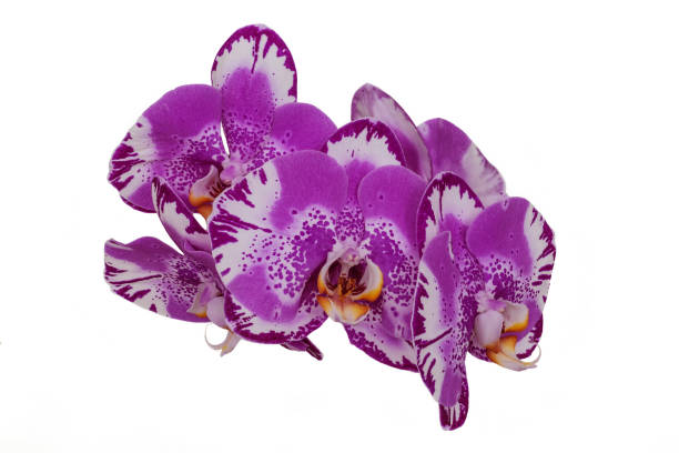 istock Purple orchid iflowers solated on white background 1330856547