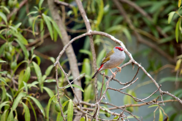 istock the red browed finch is perched in a bush 1330858106