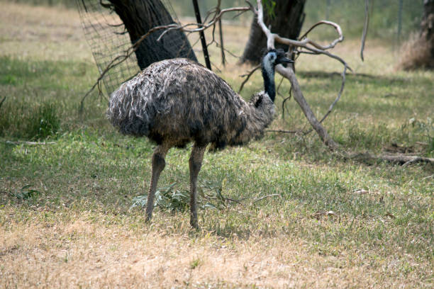 istock this is a side view of an Australian emu 1330858711