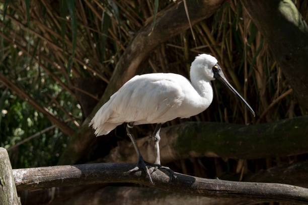 istock this is a side view of a royal spoonbill 1330858964