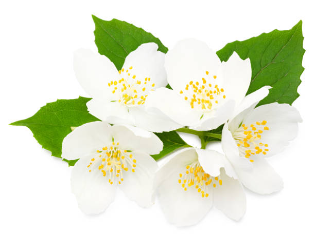 istock Jasmine flowers isolated on white background. clipping path. top view 1330859101