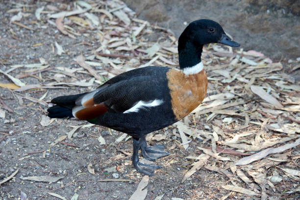 istock this is a male Australian shelduck 1330860189