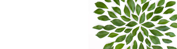 istock green leaves frame on white background flat lay with copy space. Tropical plant green leaf spring time, environment concept. Close up studio photography panoramic banner 1330860716
