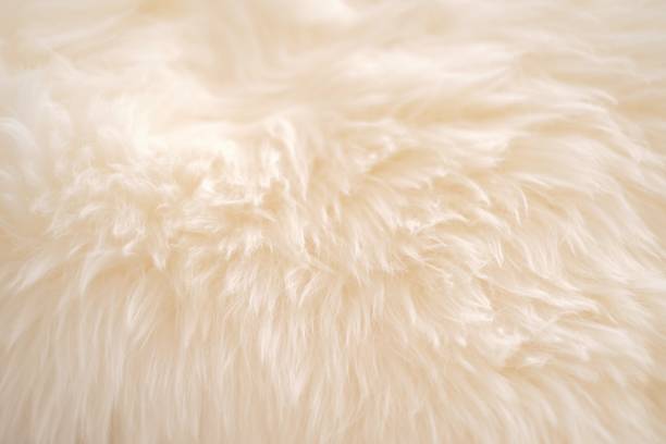 istock Fur texture. beige fur background.beige fur background. real wool. Warm fluffy background .White fur texture .white fur fabric texture 1330861534