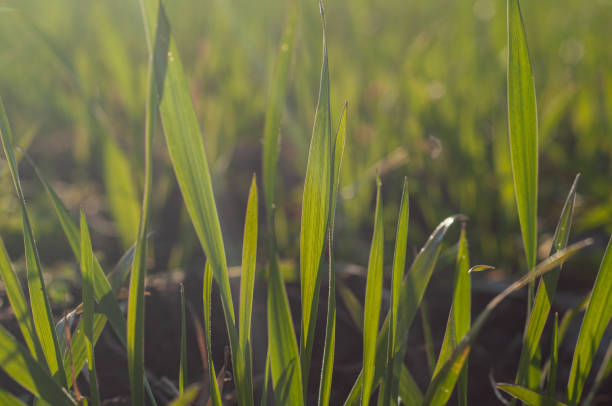 istock Blurred background with small green sprouts wheat on field close-up. sunlight 1330862263