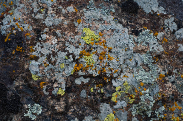 istock A variety moss and lichens growing close-up on granite stone. Outdoors nature. 1330862317
