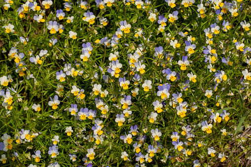 Summer background with wildflowers. steppe flowers tricolor violet bloom in field. Plant close-up. Selective focus