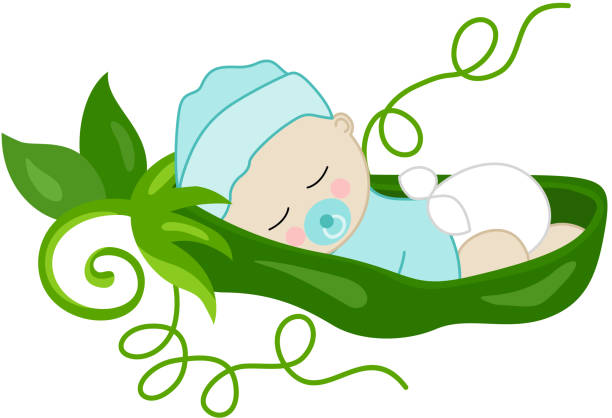 baby jungenerbse in einer grünen schote - green pea pea pod vegetable cute stock-grafiken, -clipart, -cartoons und -symbole