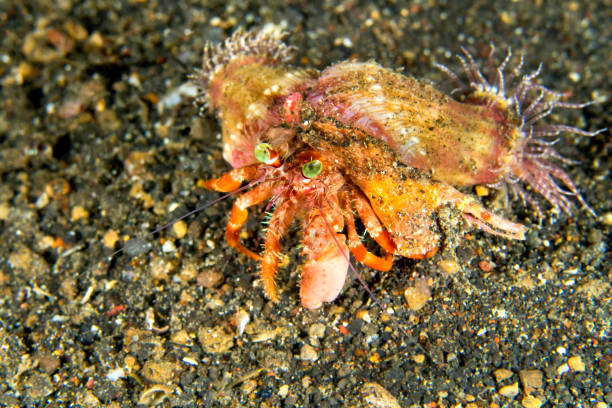 144 Hermit Crab And Sea Anemone Stock Photos, Pictures & Royalty-Free  Images - iStock