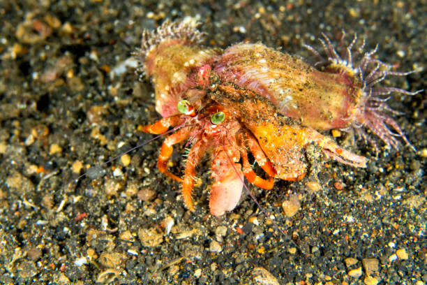 144 Hermit Crab And Sea Anemone Stock Photos, Pictures & Royalty-Free Images - iStock 144 Hermit Crab And Sea Anemone Stock Photos, Pictures & Royalty-Free Images - iStock