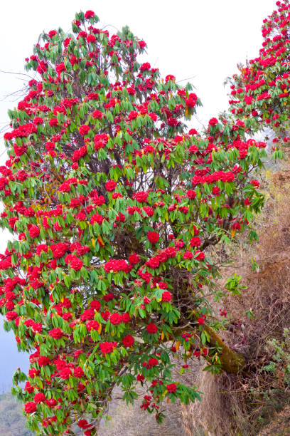 rododendro in fiore, area di conservazione dell'annapurna, himalaya, nepal - yellow landscapes nature park foto e immagini stock