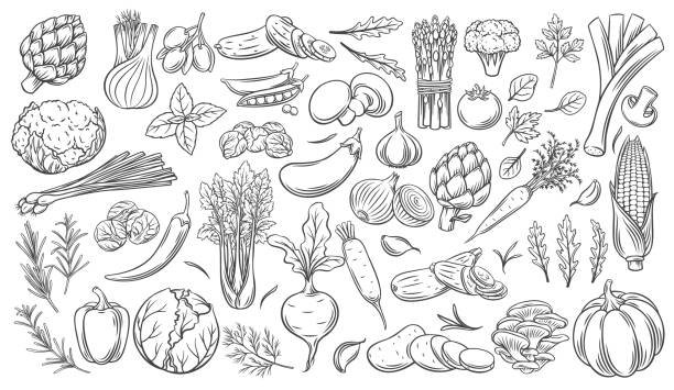 Vegetables outline icons set. Vegetables outline vector icons set. Monochrome artichoke, leek, culinary herbs, corn, garlic, cucumber, pepper, onion, celery, asparagus, cabbage and ets. vegetable stock illustrations