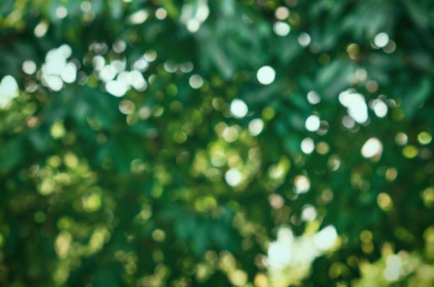 istock green tropical blurred background with bokeh 1330864981