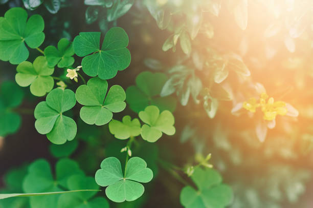 istock green clover with a flower in selective focus 1330865063