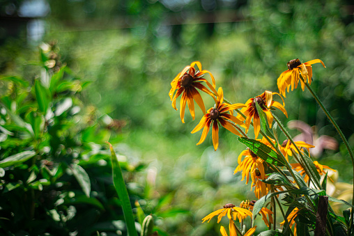 Echinacea paradoxa, Echinacea yellow - medicinal plants, homeopathy, medicinal herbs, Echinacea with yellow petals and dark stamens, flower photo, Herbaceous perennial