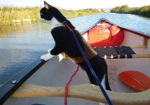 Canoeing cat stock photo