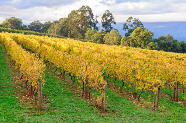 istock Killara Estate vineyard - Seville 1330866412