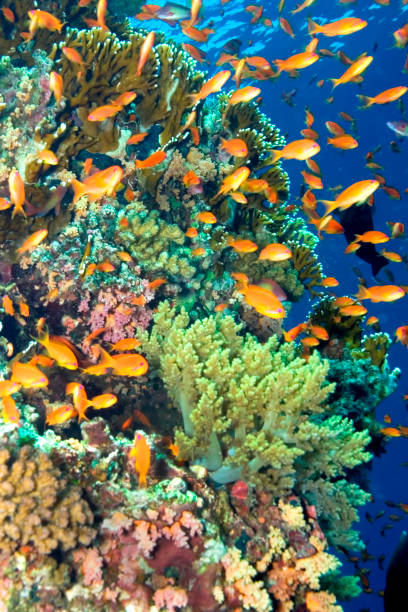 istock Coral Reef Underwater Landscape, Red Sea, Egypt 1330866423