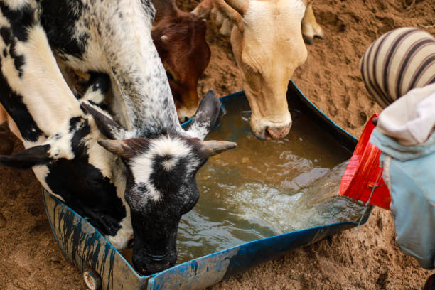 Livestock water trough in a farmers field.