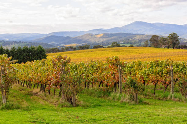 istock Tokar Estate vineyard - Coldstream 1330866460