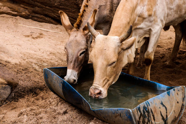 Cow and donkey sharing drinking water Cow and dobkey sharing drinking water Mali stock pictures, royalty-free photos & images