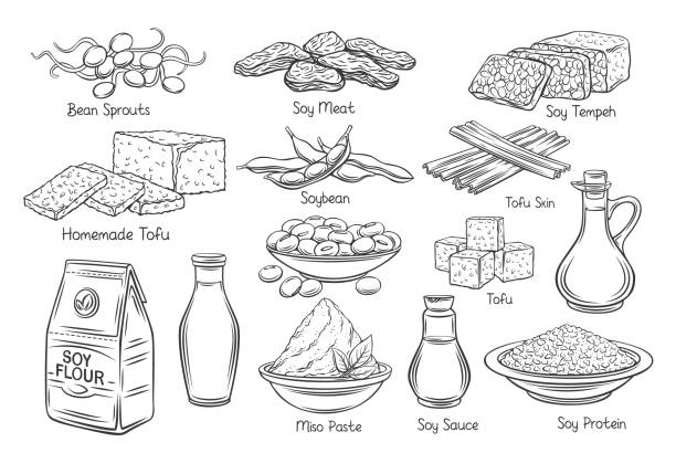 Soy product outline icons Soy product outline vector icons. Drawn monochrome soy sprouts, tofu skin, coagulated soy milk, soybean, tempeh, miso, flour and ets. meat substitute stock illustrations