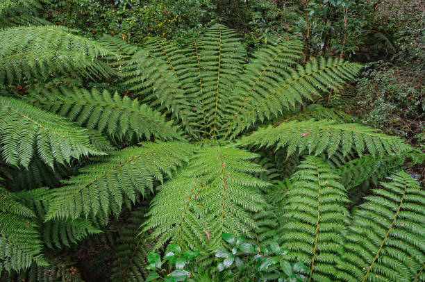 istock Fern in the rainforest - Warburton 1330866568