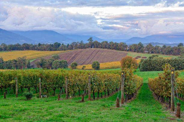 istock Killara Estate vineyard - Seville 1330866661