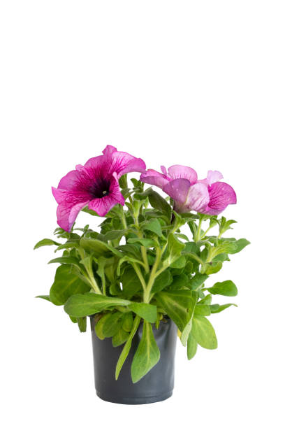 istock Colorful pink Petunia flowers in plastic pot 1330866687
