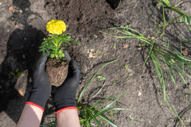 istock Gardener preparing to plant marigold tagete seedling 1330866855