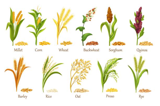 Grasses cereal crops plant, heap grains seeds Grass cereal crops, agricultural plant vector illustration. Set heap grains seeds, farm crop harvest. Cereal plants of rice, wheat, corn, rye, barley, millet, buckwheat, sorghum, oat, quinoa, proso. barley stock illustrations