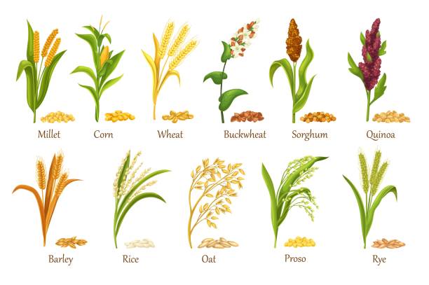 Grasses cereal crops plant, heap grains seeds Grass cereal crops, agricultural plant vector illustration. Set heap grains seeds, farm crop harvest. Cereal plants of rice, wheat, corn, rye, barley, millet, buckwheat, sorghum, oat, quinoa, proso. oat crop stock illustrations