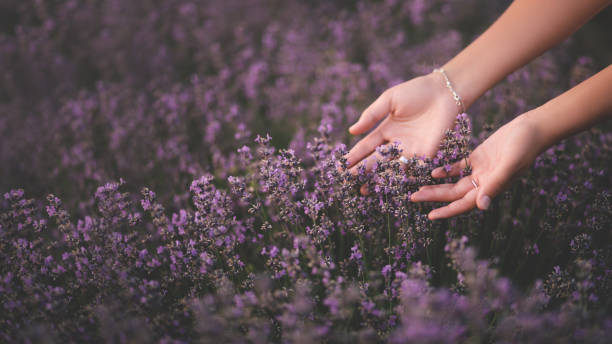 istock Female hands touching lavender flowers blooming in a field. 1330867937