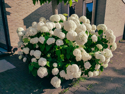 Hydrangea, also known as Hortensia plant with white flowers in a city garden.