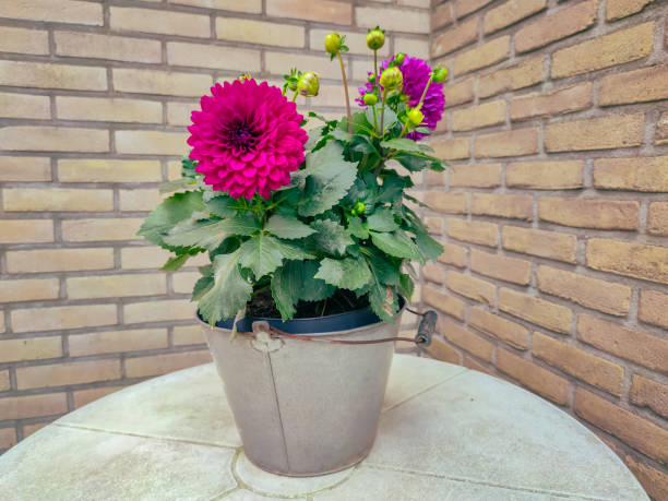 istock Purple colored Dahlia flowers 1330869838